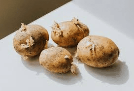 The Potato Roots Economic Importance, Uses, and By-Products