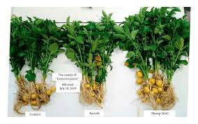 The Potato Stolons Economic Importance, Uses, and By-Products