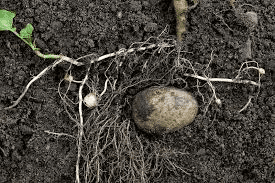 The Potato Stolons Economic Importance, Uses, and By-Products