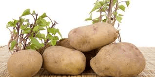 The Potato Sprouts Economic Importance, Uses, and By-Products