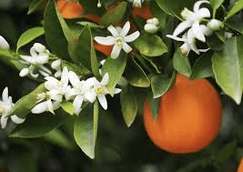 The Orange Flowers: Economic Importance, Uses, and By-Products