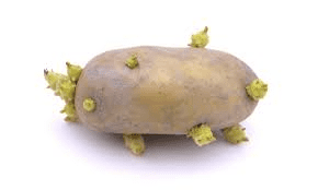 The Potato Sprouts Economic Importance, Uses, and By-Products