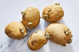 The Potato Sprouts Economic Importance, Uses, and By-Products