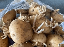 The Potato Sprouts Economic Importance, Uses, and By-Products