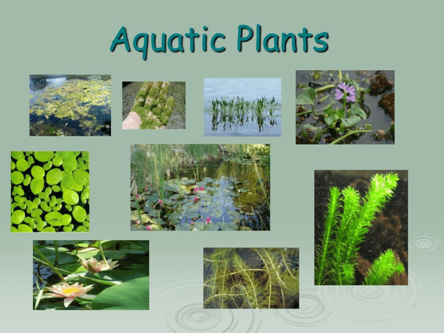 Introduction to Aquatic Flora and Fauna