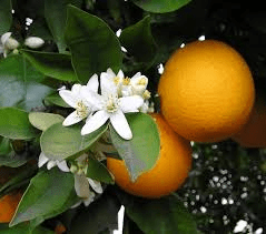 The Orange Flowers: Economic Importance, Uses, and By-Products