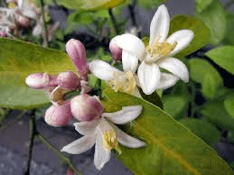 The Orange Flowers: Economic Importance, Uses, and By-Products