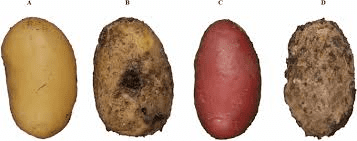 The Potato Tubers Economic Importance, Uses, and By-Products The Potato Tubers Economic Importance, Uses, and By-Products
