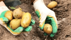 The Potato Tubers Economic Importance, Uses, and By-Products The Potato Tubers Economic Importance, Uses, and By-Products