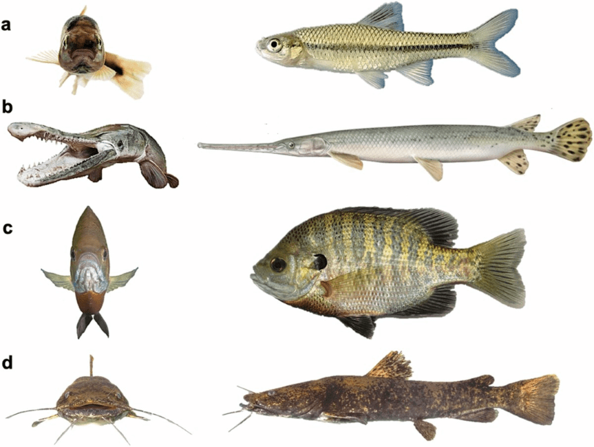 The Variety of Fish Body Shapes