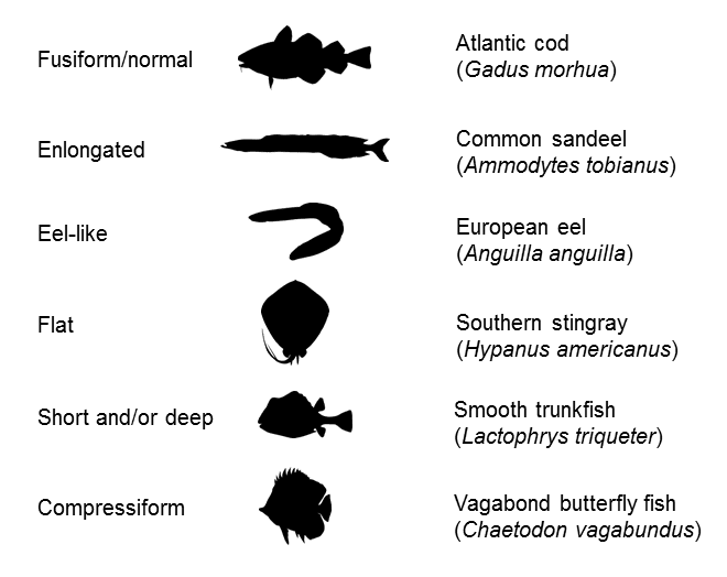 The Variety of Fish Body Shapes