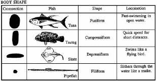 The Variety of Fish Body Shapes