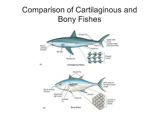 The External Anatomy of Cartilaginous Fish The External Anatomy of Cartilaginous Fish
