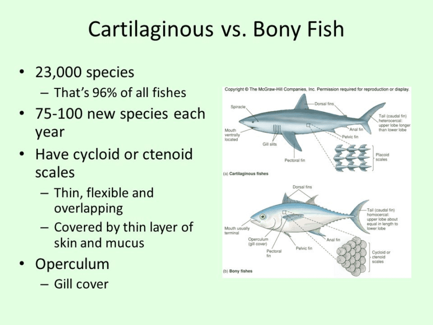 The External Anatomy of Cartilaginous Fish The External Anatomy of Cartilaginous Fish