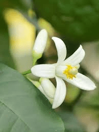 The Orange Inflorescence: Economic Importance, Uses, and By-Products