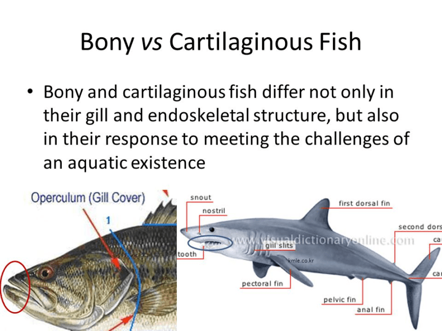 The External Anatomy of Cartilaginous Fish The External Anatomy of Cartilaginous Fish