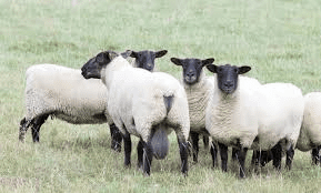 Breed Characteristics for Selecting Sheep