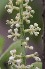 The Orange Inflorescence: Economic Importance, Uses, and By-Products