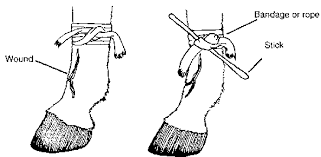 Ruminant Animal Wounds: Causes and Methods of Treatment