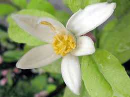 The Orange Inflorescence: Economic Importance, Uses, and By-Products