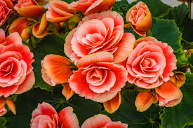 Begonia Flowers - All you need to know