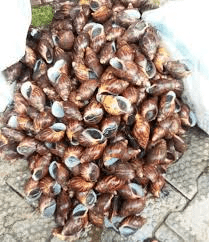 Ideas on Snail Sales and Marketing