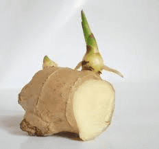 The Ginger Rhizomes: Economic Importance, Uses, and By-Products