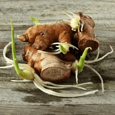 The Ginger Shoots: Economic Importance, Uses, and By-Products