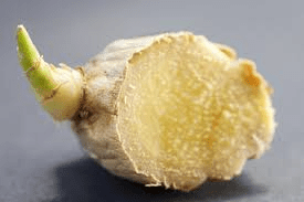 The Ginger Shoots: Economic Importance, Uses, and By-Products