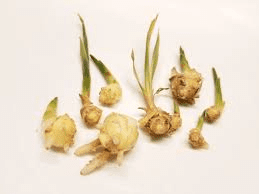 The Ginger Shoots: Economic Importance, Uses, and By-Products