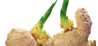 The Ginger Eyes: Economic Importance, Uses, and By-Products
