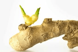 The Ginger Eyes: Economic Importance, Uses, and By-Products The Ginger Eyes: Economic Importance, Uses, and By-Products