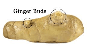 The Ginger Eyes: Economic Importance, Uses, and By-Products The Ginger Eyes: Economic Importance, Uses, and By-Products