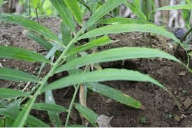 The Ginger Leaves: Economic Importance, Uses, and By-Products The Ginger Leaves: Economic Importance, Uses, and By-Products
