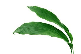 The Ginger Leaves: Economic Importance, Uses, and By-Products The Ginger Leaves: Economic Importance, Uses, and By-Products