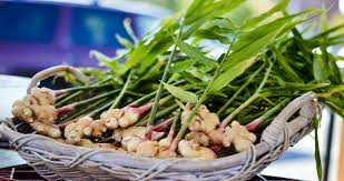 The Ginger Leaves: Economic Importance, Uses, and By-Products The Ginger Leaves: Economic Importance, Uses, and By-Products