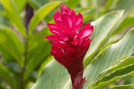 The Ginger Flowers: Economic Importance, Uses, and By-Products The Ginger Flowers: Economic Importance, Uses, and By-Products