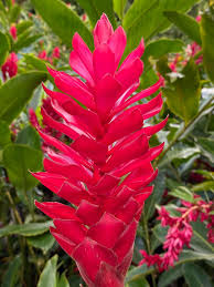 The Ginger Flowers: Economic Importance, Uses, and By-Products The Ginger Flowers: Economic Importance, Uses, and By-Products