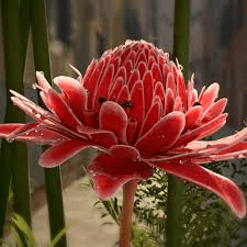 The Ginger Flowers: Economic Importance, Uses, and By-Products The Ginger Flowers: Economic Importance, Uses, and By-Products