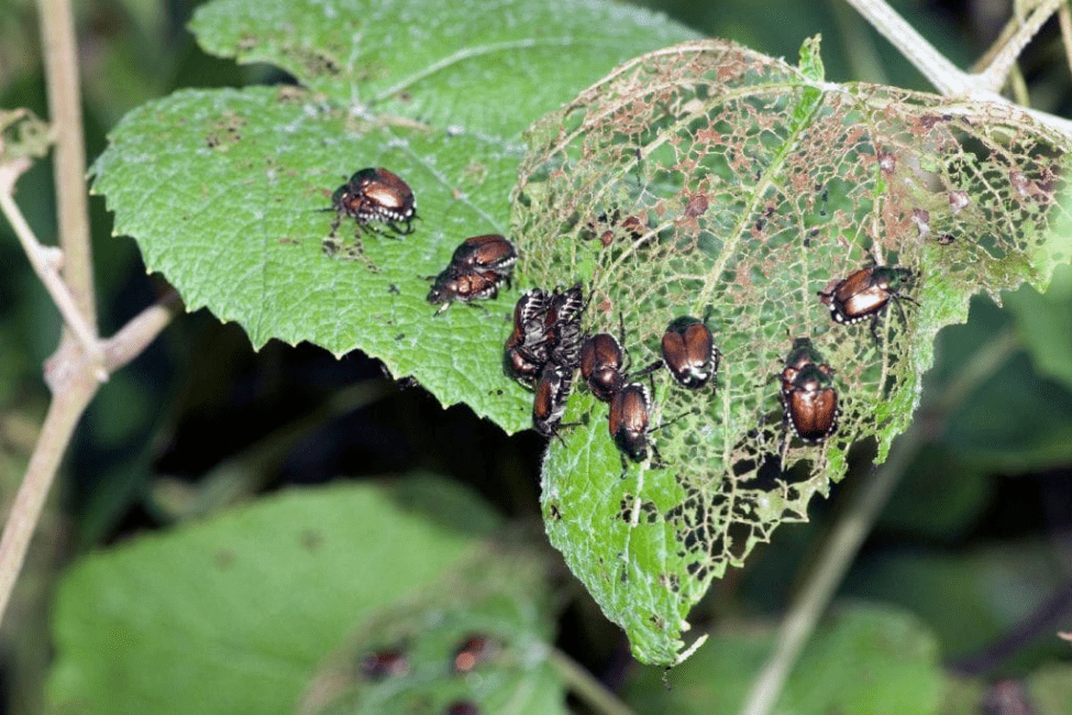 Introduction to Plant Pests and Insects