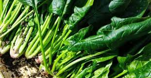 The Spinach Stems: Economic Importance, Uses, and By-Products