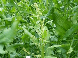 The Spinach Inflorescence: Economic Importance, Uses, and By-Products