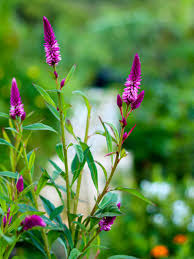 The Spinach Flowers: Economic Importance, Uses, and By-Products