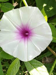 The Spinach Sepals: Economic Importance, Uses, and By-Products