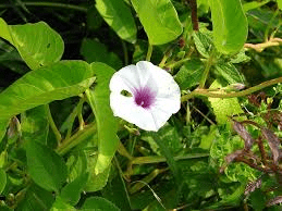 The Spinach Sepals: Economic Importance, Uses, and By-Products