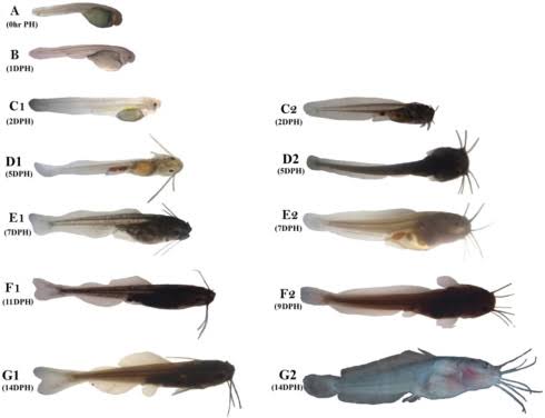 How to Prevent Cannibalism in Catfish Farming