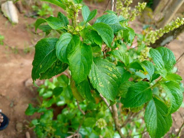 How to Use Scent Leaf to Cure Infection