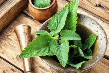 How to Use Scent Leaf to Cure Infection