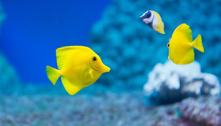 Classification Of Fish Based On Habitat Classification Of Fish Based On Habitat