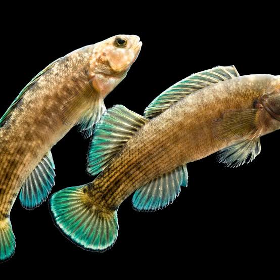 Classification Of Fish Based On Habitat Classification Of Fish Based On Habitat